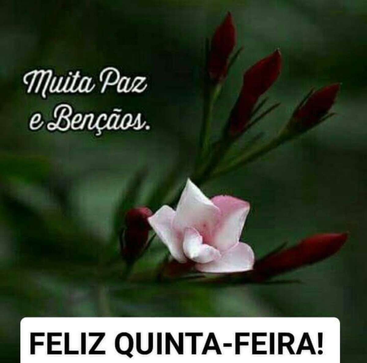 Feliz Quinta-feira amigos WhatsApp 37