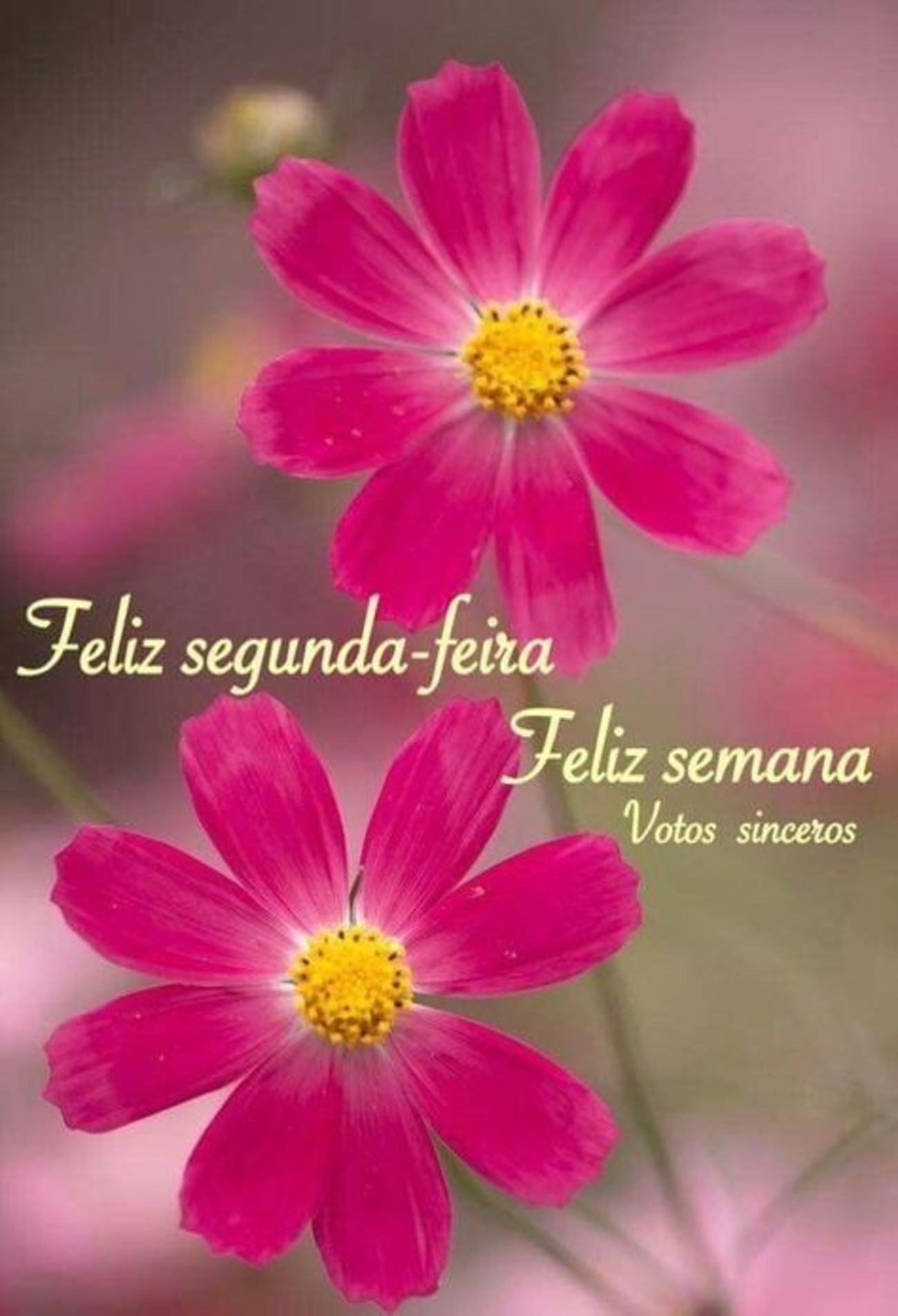 Feliz Segunda feira feliz semana 19