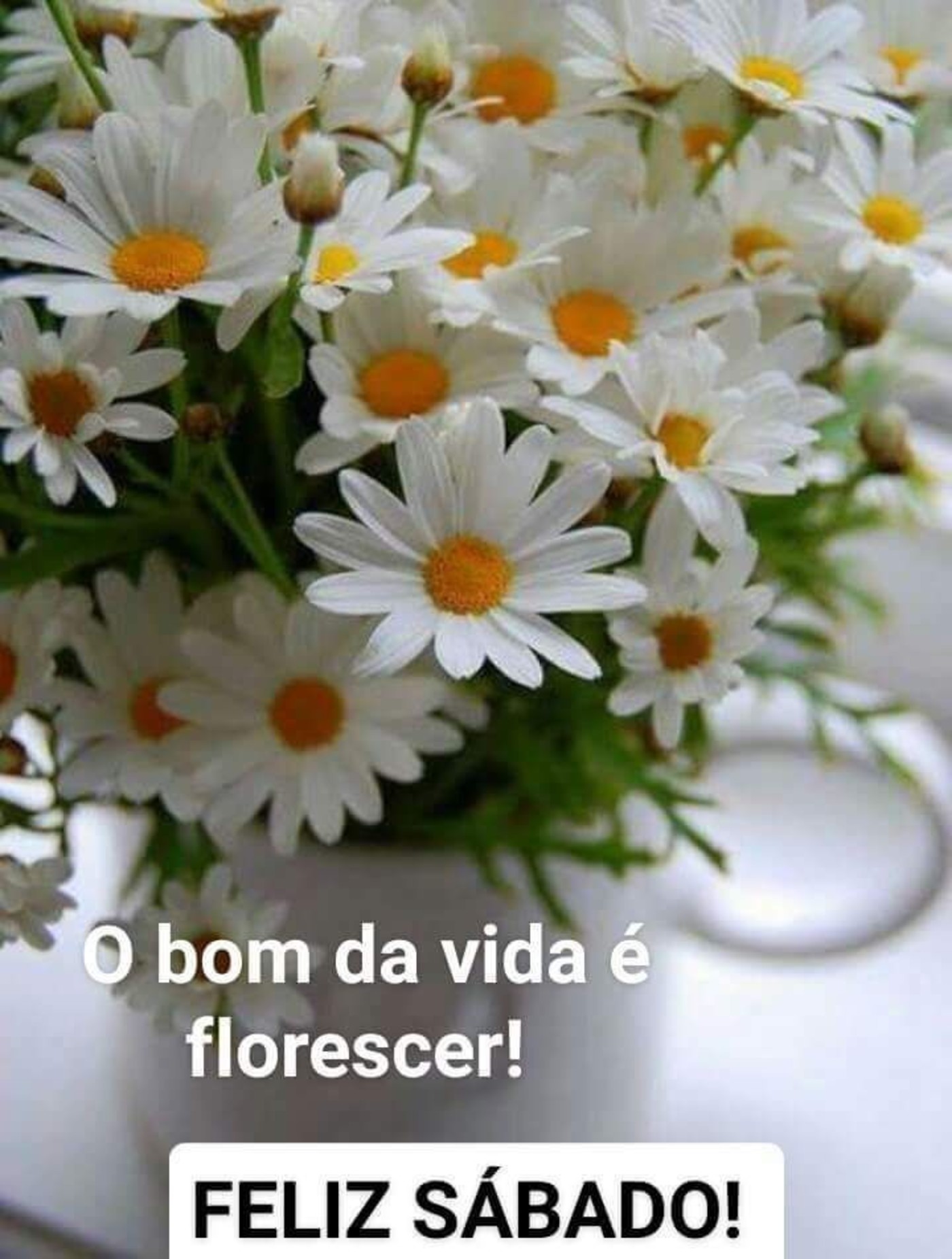 Feliz Sábado com flores lindas imagens 143