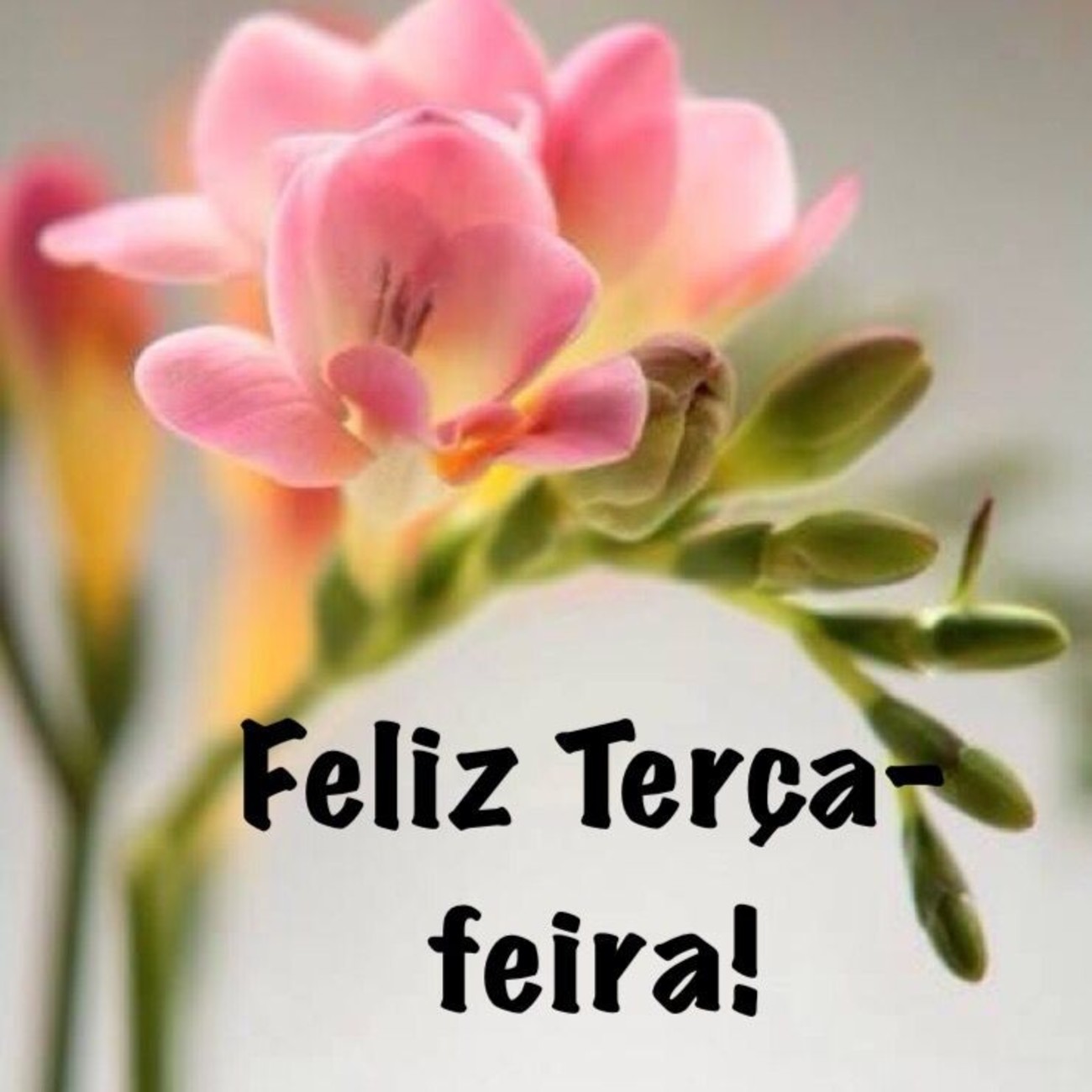 Feliz terça feira com flores 21