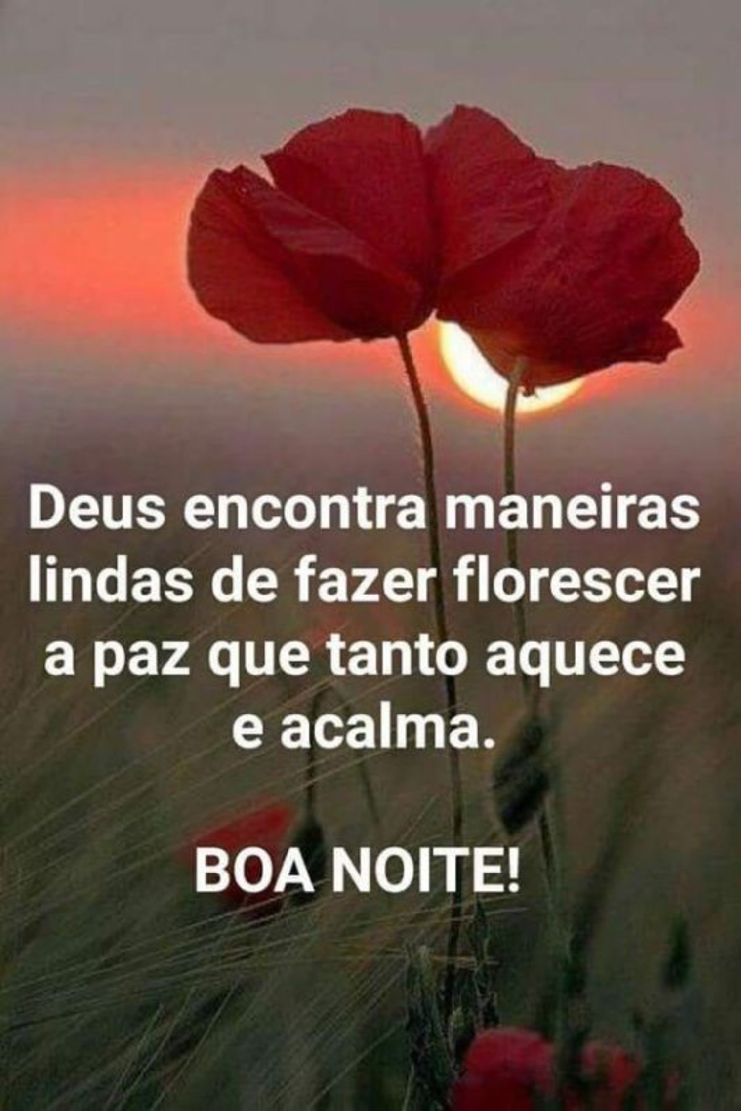 Boa Noite 1002