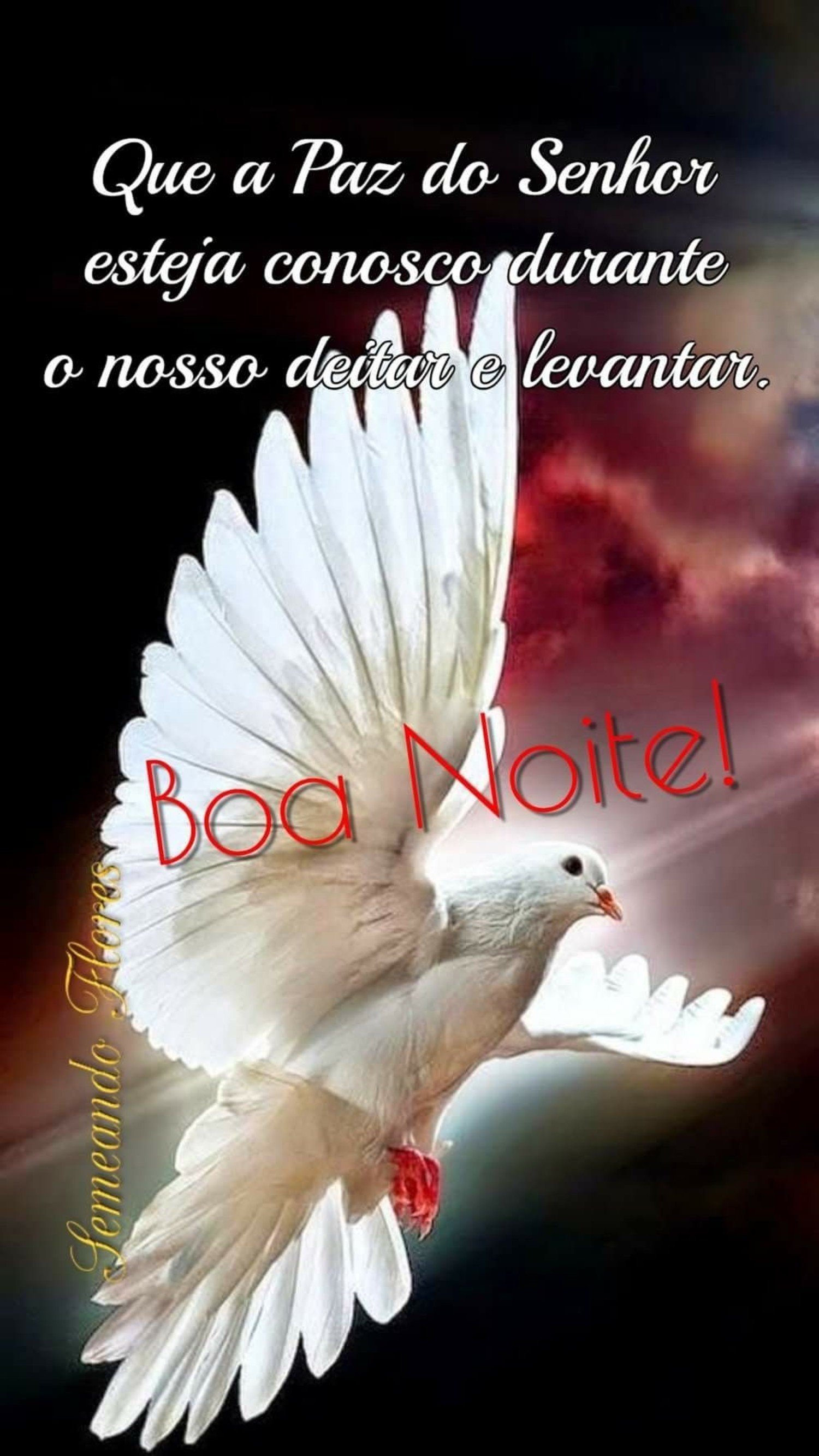 Boa Noite frases 1059