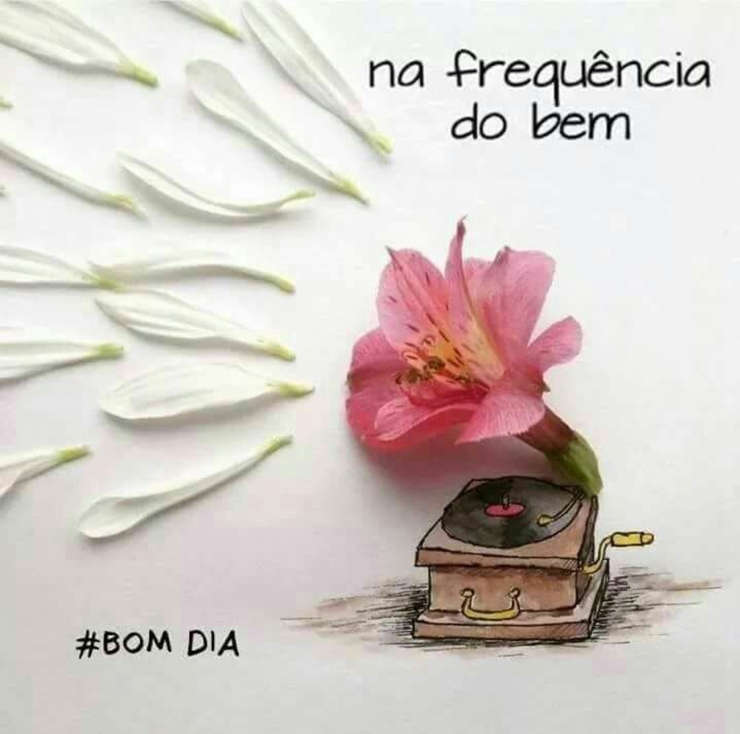 Bom Dia Bom Dia 636